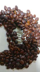 TAMARIND SEEDS-VIZAG